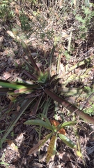 Ananas comosus comosus