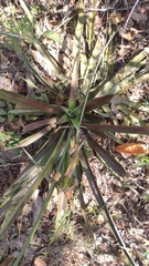 Ananas comosus comosus