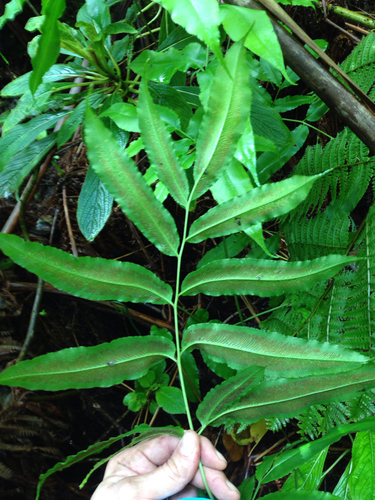 Coniogramme pilosa