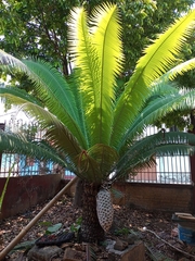 Dioon