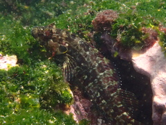 Gobioclinus dendriticus