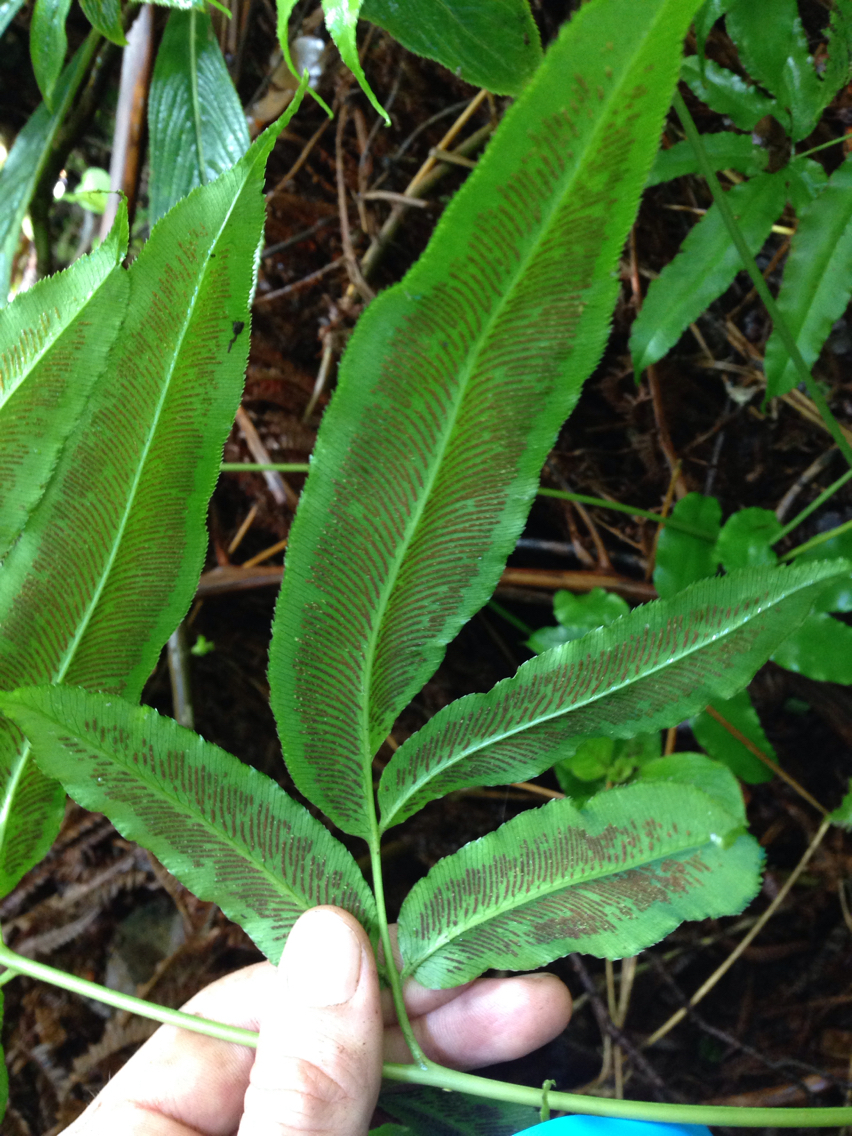 Coniogramme pilosa