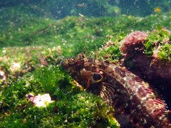 Gobioclinus dendriticus