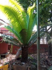 Dioon