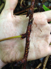 Polypodium pellucidum pellucidum