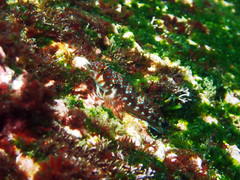 Lepidonectes corallicola