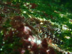 Lepidonectes corallicola