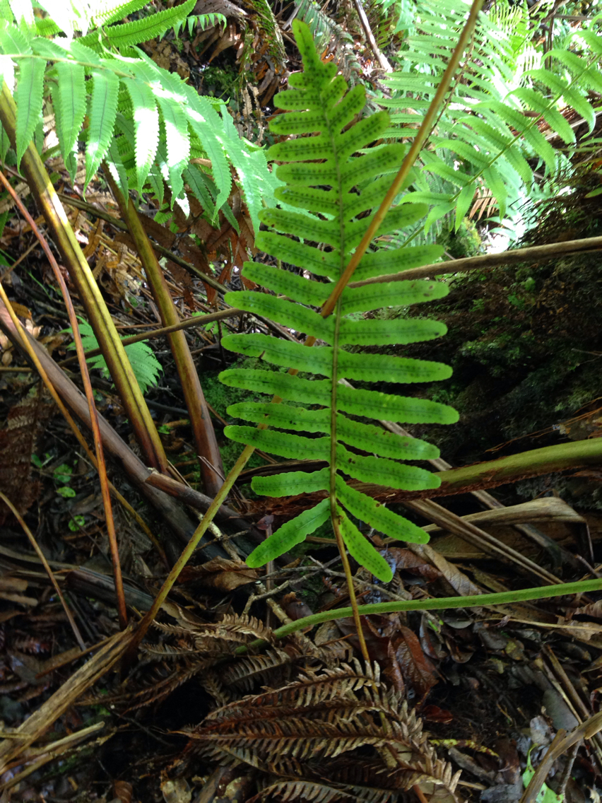 Polypodium pellucidum var. pellucidum