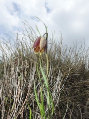 Fritillaria montana