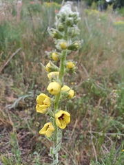 Verbascum boerhavii