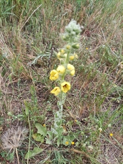 Verbascum boerhavii
