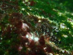 Lepidonectes corallicola