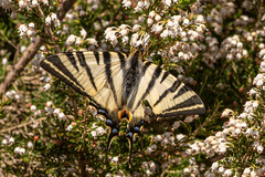 Iphiclides podalirius