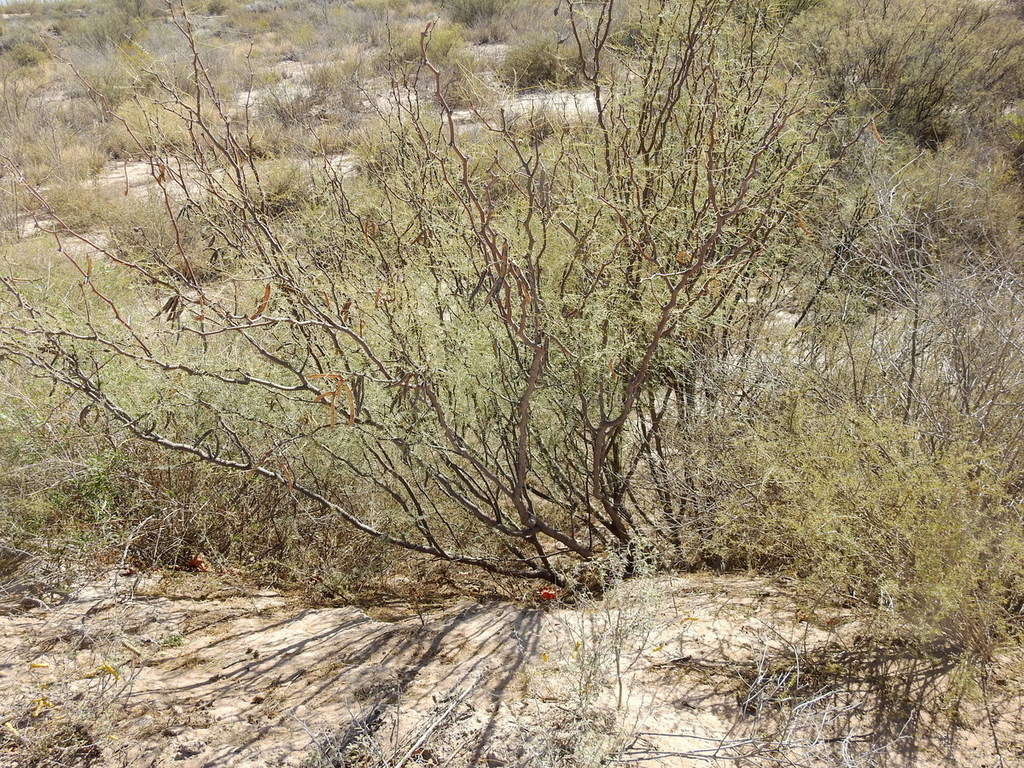 Prosopis alpataco Phil. 4