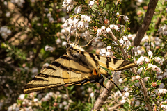 Iphiclides podalirius