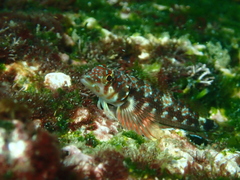 Lepidonectes corallicola