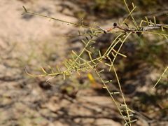 Prosopis alpataco
