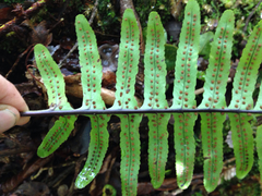 Polypodium pellucidum pellucidum