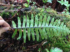 Polypodium pellucidum pellucidum