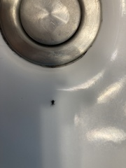 Anthonomus quadrigibbus