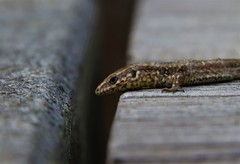 Podarcis muralis