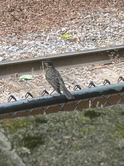 Turdus migratorius