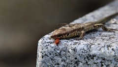Podarcis muralis