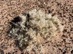 Dasyochloa