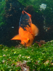 Bodianus eclancheri