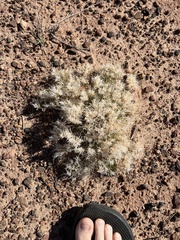 Dasyochloa