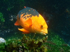 Bodianus eclancheri