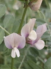 Vicia grandiflora