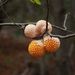 Cyttaria espinosae - Photo (c) Chris Valdés,  זכויות יוצרים חלקיות (CC BY-NC), הועלה על ידי Chris Valdés
