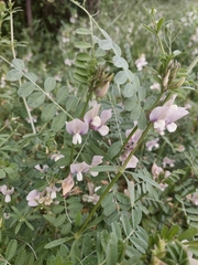 Vicia grandiflora