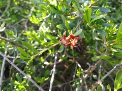 Periploca laevigata angustifolia