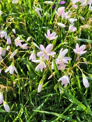Claytonia virginica