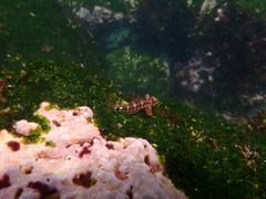 Lepidonectes corallicola