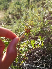 Periploca laevigata angustifolia