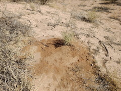 Acromyrmex lobicornis