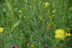 Reseda stricta