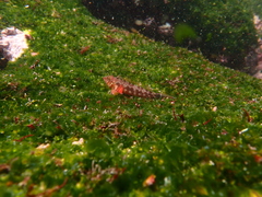 Lepidonectes corallicola