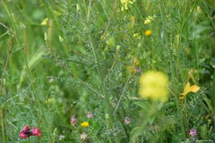 Reseda stricta