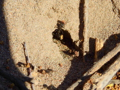 Acromyrmex lobicornis