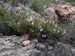 Thymus hyemalis