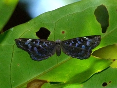 Ionotus alector