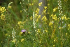 Reseda stricta
