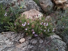 Thymus hyemalis