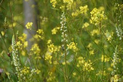 Reseda stricta