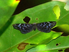 Ionotus alector