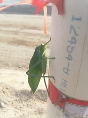 Stilpnochlora azteca